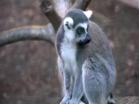 A lemur in the zoo Stock Footage 82842101