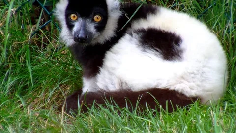 Lemur in a zoo Stock Footage 92473603