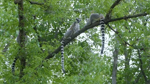 Lemur in the zoo Stock Footage 97598841