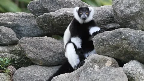 Lemures sitting on rocks Stock Footage 8978096