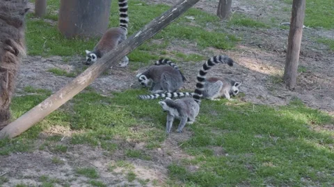 LEMURI Stock Footage 342751547