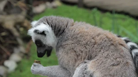 Lemuridae Stock Footage 7904232