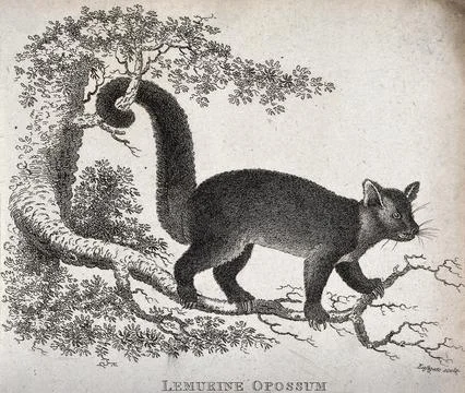 A Lemurine opossum climbing on a tree. Etching by Eastgate. Stock Illustration