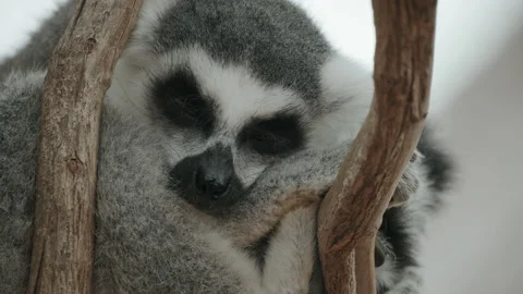 LemurRing-tailed lemur sleeping in a tree awakens from sleep and opens its eyes Stock-Footage 170271897