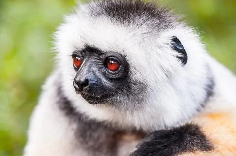 Lemurs (8) Stock Photos