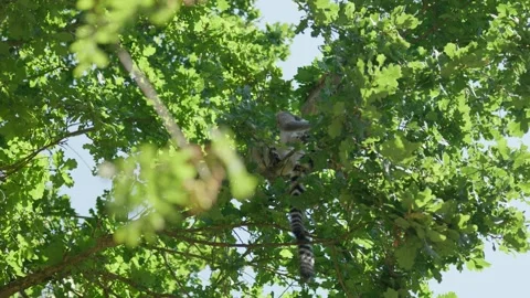 Lemurs are Chewing in a Tree Slow Motion 스톡 동영상 344865330