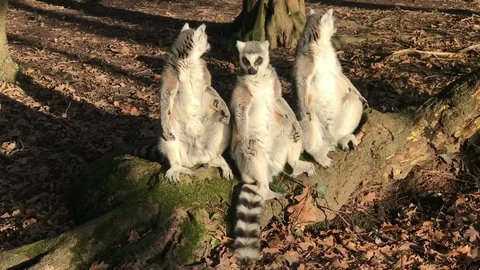Lemurs basking in the evening sun Stock Footage 86212352