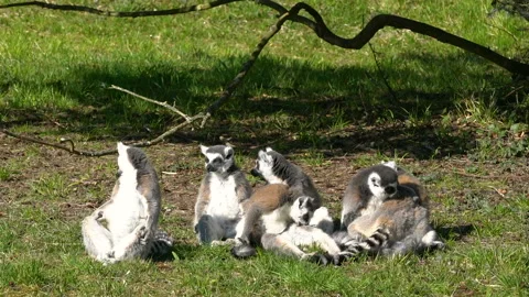 Lemurs basking in the sun Video stock 106570364