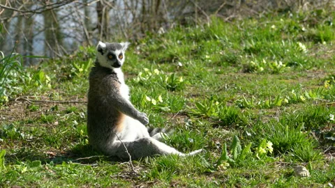 Lemurs basking in the sun Stock Footage 106575601