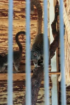 Lemurs in the cage. Stock Photos