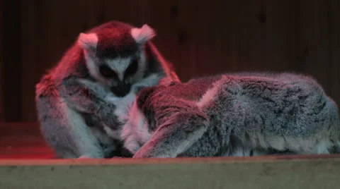 Lemurs close up at sunset Stock Footage 61797863