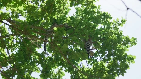 Lemurs Feed in the Trees Stock Footage 344864941