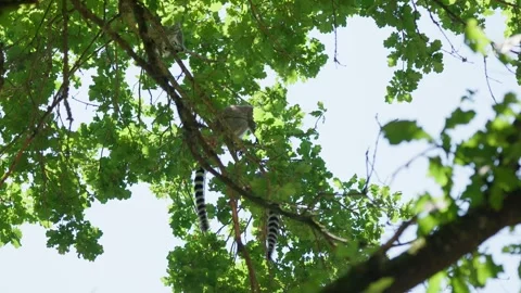 Lemurs Feed on the Trees Slow Motion Stock Footage 344424708