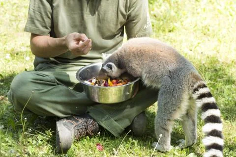 Lemurs feeding Stock Photos