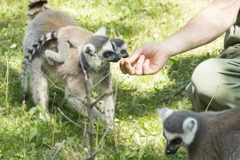Lemurs feeding Stock Photos