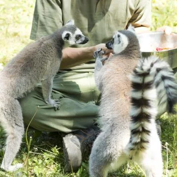 Lemurs feeding Stock Photos