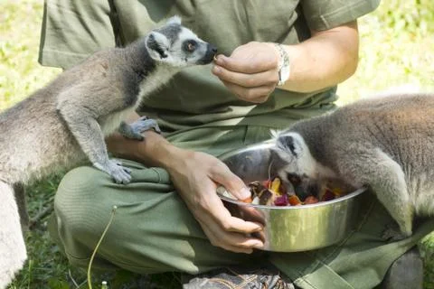 Lemurs feeding Фото