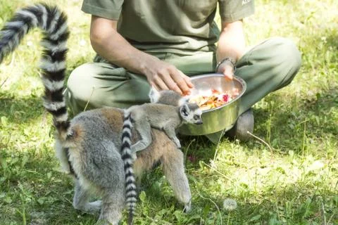 Lemurs feeding Stock Photos