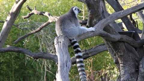 Lemurs Stock Footage 2394139