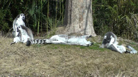 Lemurs Stock Footage 22962832