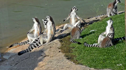 Lemurs Stockbeeldmateriaal 33545561