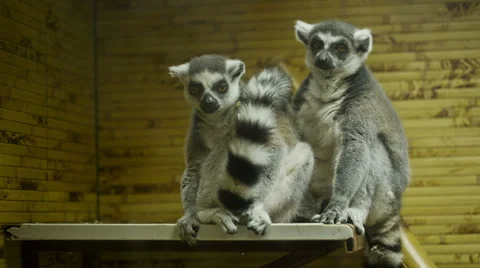 Lemurs Stock Footage 34838500
