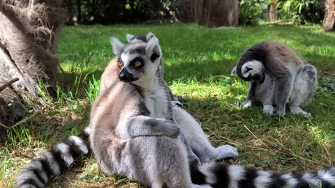 Lemurs Video stock 328652194