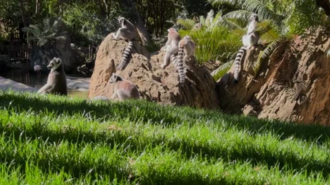 Lemurs Group Sitting by Water with Distant Flamingos, Bioparc Valencia, Spain Stock Footage 306015183