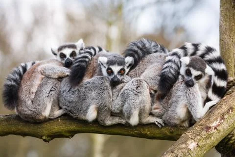 Lemurs hugging Stock Photos