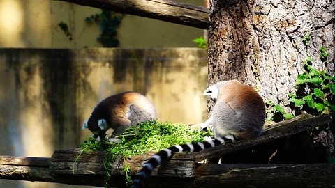 lemurs (Lemuriformes) primates endemic Stock Video Pond5