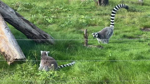 Lemurs live peacefully and safely at the zoo Stock Footage 345754746