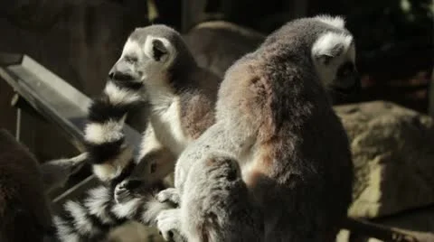Lemurs looks around Stock-Footage 10854564