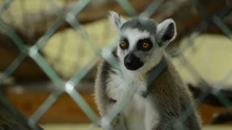 Lemurs of Madagascar Stock Footage 23616660