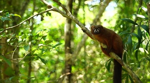 Lemurs of Madagascar Stock Footage 58662294
