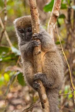 Lemurs in Madagascar Stock Photos