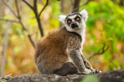 Lemurs in Madagascar Stock Photos