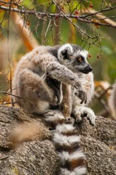 Lemurs in Madagascar Stock Photos
