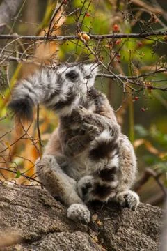 Lemurs in Madagascar Stock Photos