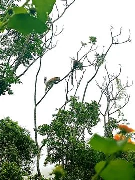 Lemurs of Madagascar Stock Photos
