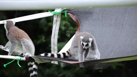 Lemurs navigate a hanging net in lush green environment 스톡 동영상 338008879