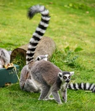 Lemurs Stock Photos