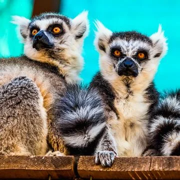 Lemurs Stock Photos