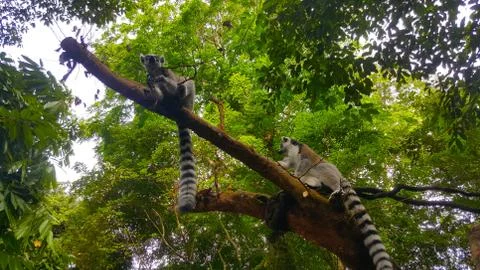Lemurs Stock Photos