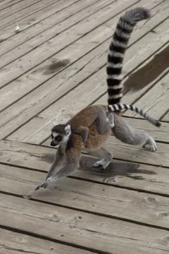 Lemurs Stock Photos