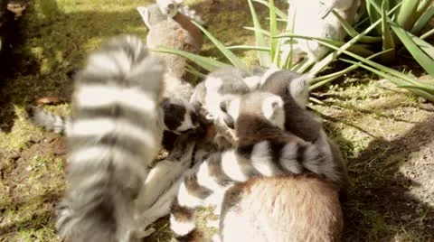 Lemurs playing Stock-Footage 10854546