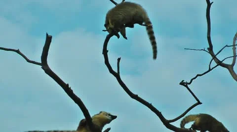Lemurs playing on tree with blue sky on the background Stock Footage 21272476