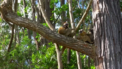 Lemurs Relaxing in a Tree Stock Footage 137643030