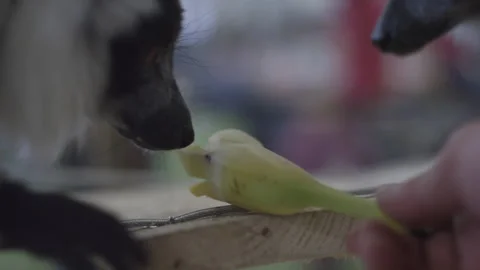 Lemurs sharing a banana in captivity Stock Footage 141533279