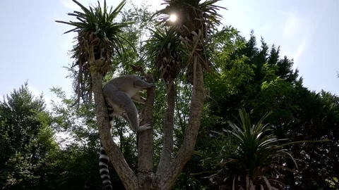 Lemurs singing and shouting n°1 Video stock 164914329
