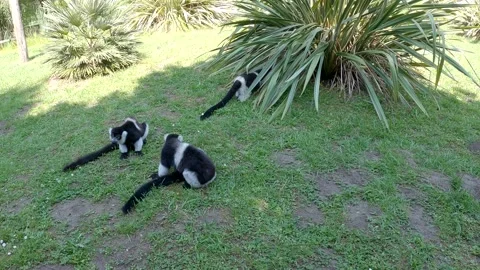 Lemurs singing and shouting n°2 Video stock 164914481